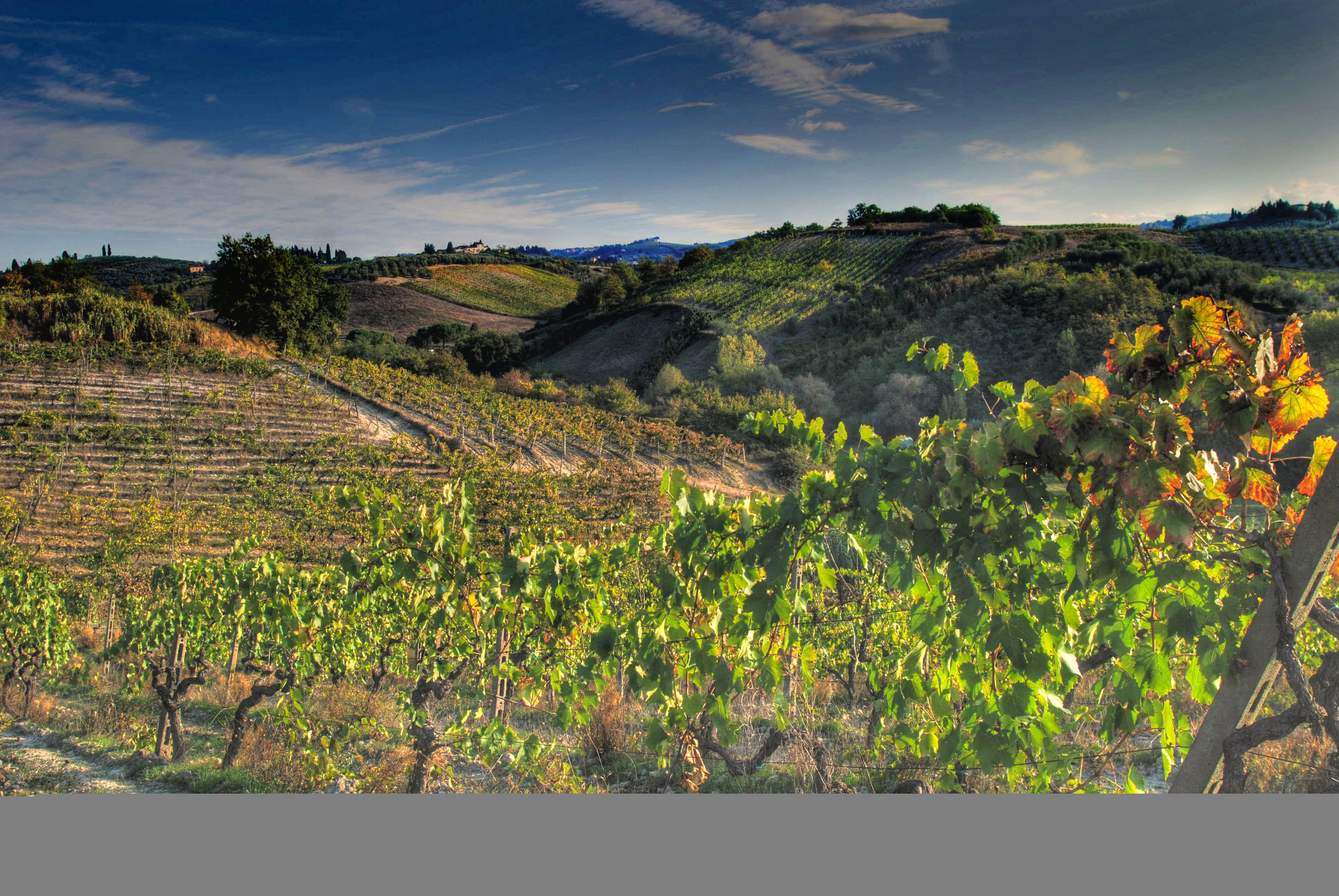 Vigneti e paesaggio del Chianti